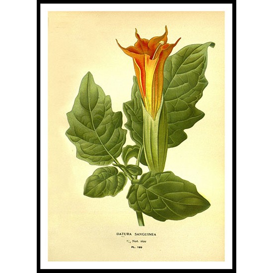 Vintage Flower - 207, A New Print Of a Vintage Flower Poster