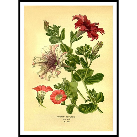 Vintage Flower - 208, A New Print Of a Vintage Flower Poster