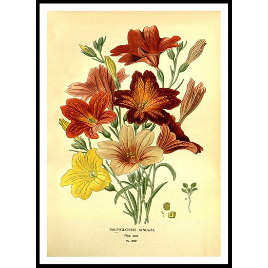 Vintage Flower - 209, A New Print Of a Vintage Flower Poster