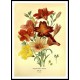 Vintage Flower - 209, A New Print Of a Vintage Flower Poster