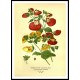 Vintage Flower - 211, A New Print Of a Vintage Flower Poster