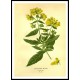 Vintage Flower - 212, A New Print Of a Vintage Flower Poster