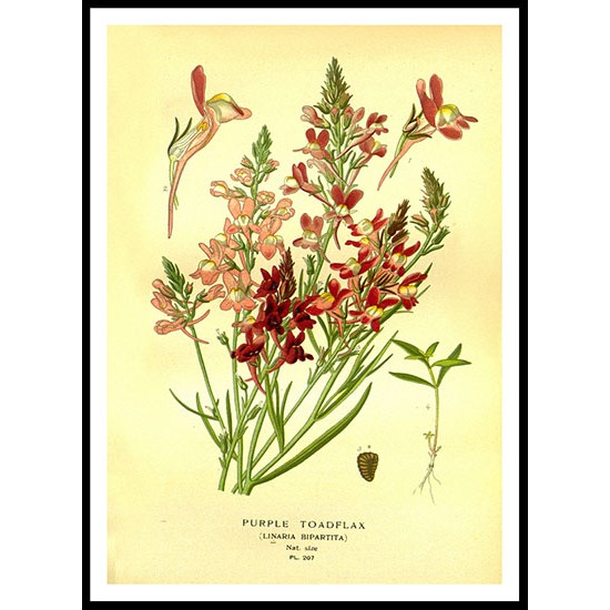 Vintage Flower - 214, A New Print Of a Vintage Flower Poster