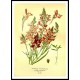 Vintage Flower - 214, A New Print Of a Vintage Flower Poster