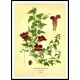 Vintage Flower - 215, A New Print Of a Vintage Flower Poster