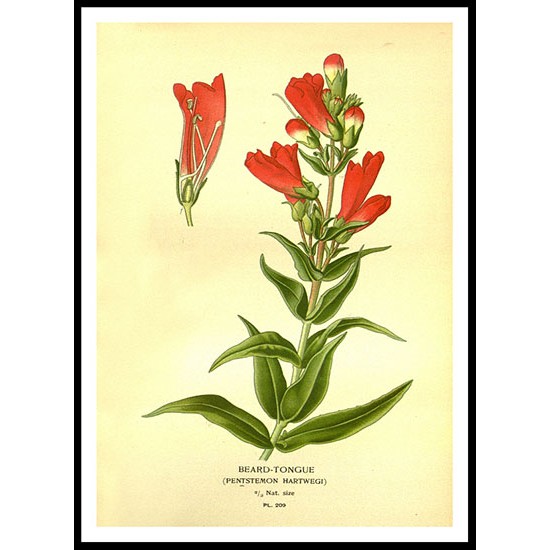 Vintage Flower - 216, A New Print Of a Vintage Flower Poster