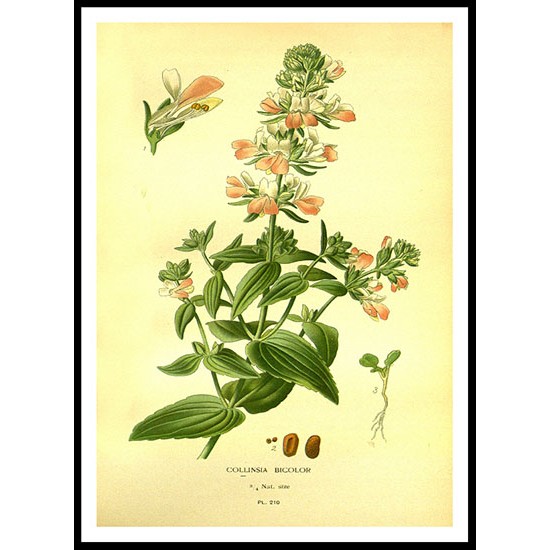 Vintage Flower - 217, A New Print Of a Vintage Flower Poster