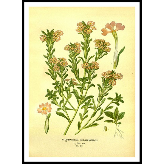 Vintage Flower - 218, A New Print Of a Vintage Flower Poster