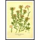 Vintage Flower - 218, A New Print Of a Vintage Flower Poster