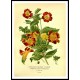 Vintage Flower - 219, A New Print Of a Vintage Flower Poster