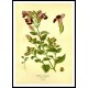 Vintage Flower - 220, A New Print Of a Vintage Flower Poster