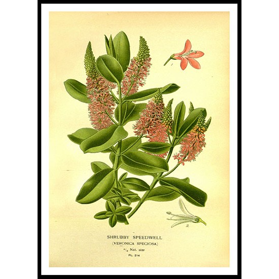 Vintage Flower - 221, A New Print Of a Vintage Flower Poster