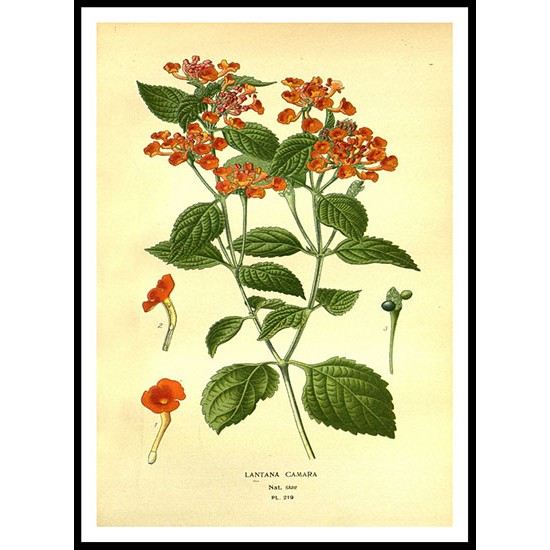 Vintage Flower - 225, A New Print Of a Vintage Flower Poster