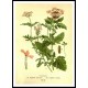 Vintage Flower - 226, A New Print Of a Vintage Flower Poster