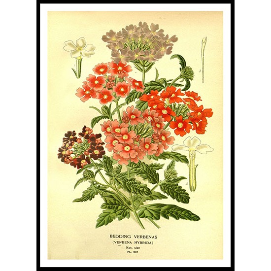 Vintage Flower - 227, A New Print Of a Vintage Flower Poster