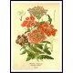 Vintage Flower - 227, A New Print Of a Vintage Flower Poster