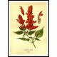 Vintage Flower - 229, A New Print Of a Vintage Flower Poster