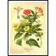 Vintage Flower - 231, A New Print Of a Vintage Flower Poster