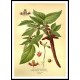 Vintage Flower - 233, A New Print Of a Vintage Flower Poster