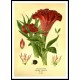 Vintage Flower - 235, A New Print Of a Vintage Flower Poster