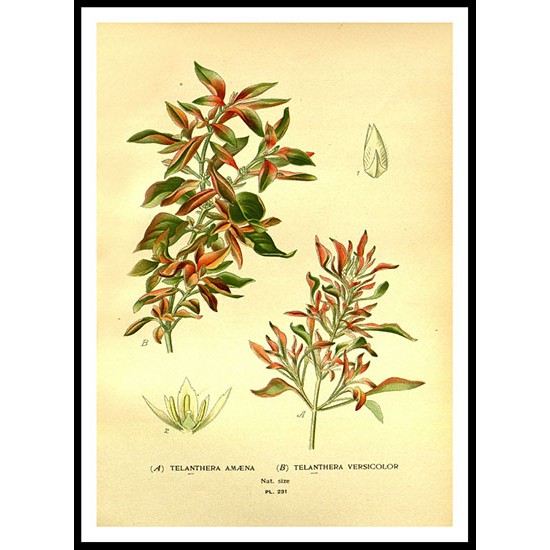 Vintage Flower - 237, A New Print Of a Vintage Flower Poster