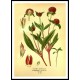 Vintage Flower - 238, A New Print Of a Vintage Flower Poster