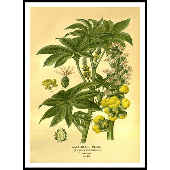 Vintage Flower - 239, A New Print Of a Vintage Flower Poster