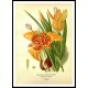 Vintage Flower - 241, A New Print Of a Vintage Flower Poster