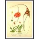 Vintage Flower - 242, A New Print Of a Vintage Flower Poster