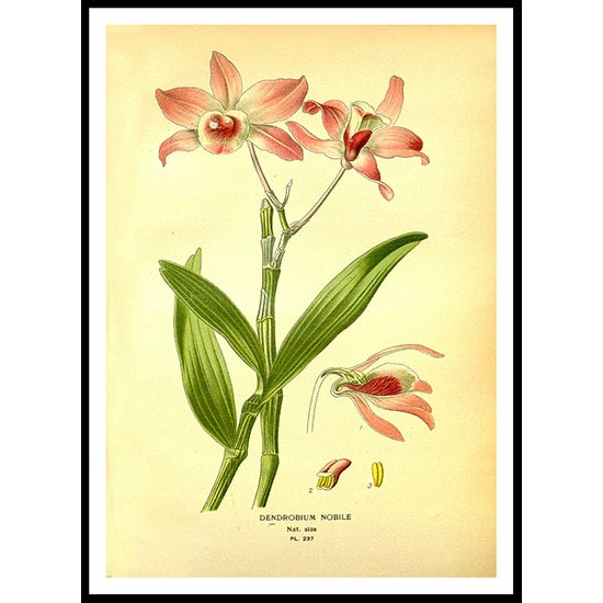 Vintage Flower - 243, A New Print Of a Vintage Flower Poster