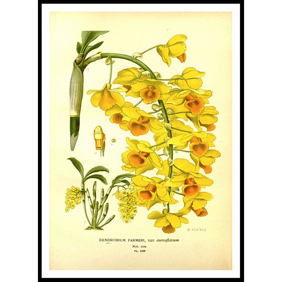 Vintage Flower - 244, A New Print Of a Vintage Flower Poster