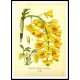 Vintage Flower - 244, A New Print Of a Vintage Flower Poster