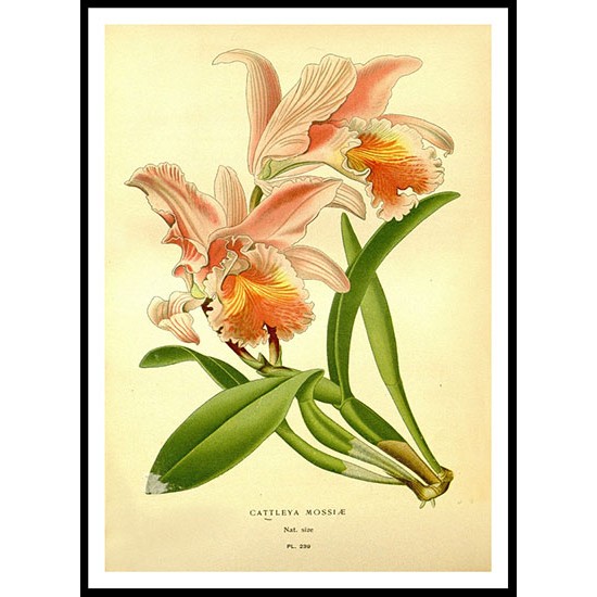 Vintage Flower - 245, A New Print Of a Vintage Flower Poster