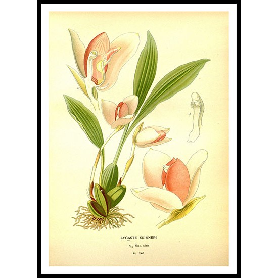 Vintage Flower - 246, A New Print Of a Vintage Flower Poster