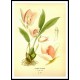 Vintage Flower - 246, A New Print Of a Vintage Flower Poster