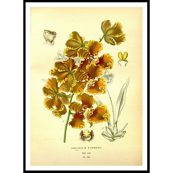 Vintage Flower - 251, A New Print Of a Vintage Flower Poster