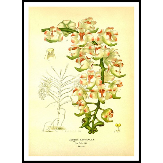 Vintage Flower - 253, A New Print Of a Vintage Flower Poster