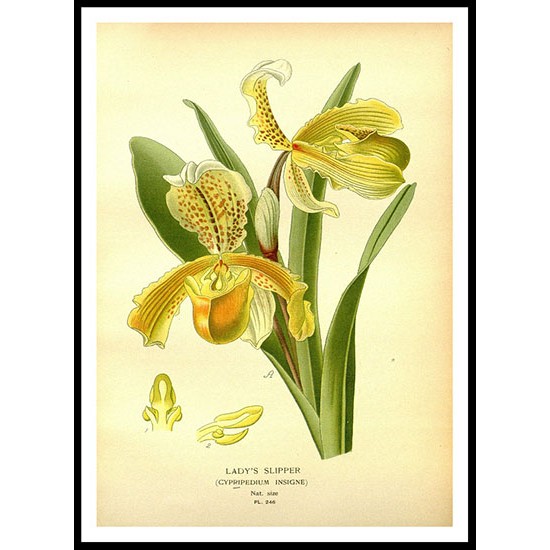 Vintage Flower - 255, A New Print Of a Vintage Flower Poster