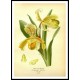 Vintage Flower - 255, A New Print Of a Vintage Flower Poster