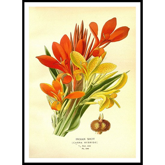 Vintage Flower - 256, A New Print Of a Vintage Flower Poster