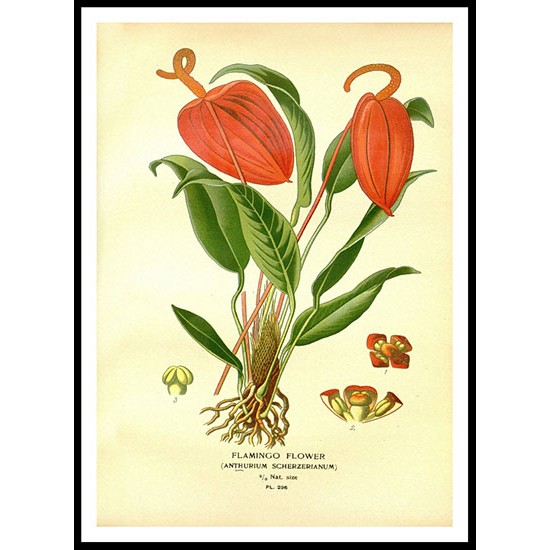 Vintage Flower - 257, A New Print Of a Vintage Flower Poster