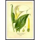 Vintage Flower - 258, A New Print Of a Vintage Flower Poster