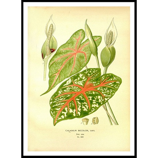 Vintage Flower - 259, A New Print Of a Vintage Flower Poster