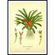 Vintage Flower - 260, A New Print Of a Vintage Flower Poster