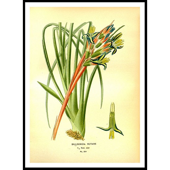 Vintage Flower - 262, A New Print Of a Vintage Flower Poster