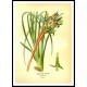 Vintage Flower - 262, A New Print Of a Vintage Flower Poster