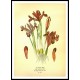 Vintage Flower - 263, A New Print Of a Vintage Flower Poster