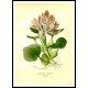 Vintage Flower - 266, A New Print Of a Vintage Flower Poster