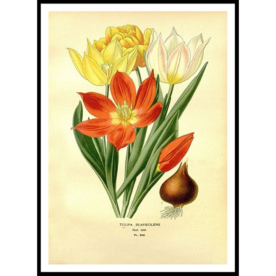 Vintage Flower - 267, A New Print Of a Vintage Flower Poster