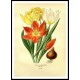 Vintage Flower - 267, A New Print Of a Vintage Flower Poster